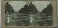 Sunken Gardens, Fairmount Park, Philadelphia.