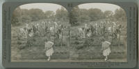 School gardens as a practical educational method - showing Boy Scouts and Camp Fire Girls, Philadelphia, Pa.