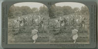 School gardens as a practical educational method - showing Boy Scouts and Camp Fire Girls, Philadelphia, Pa.