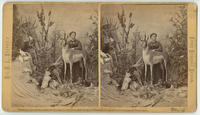 [Martha Maxwell posing with habitat grouping, Mrs. M.A. Maxwell's Rocky Mountain Museum, Boulder, Colorado]