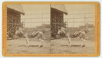 Bruchall's zebra.