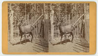 American elk, (cervus canadensis.)