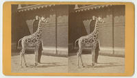 Giraffe, (camelopardalis giraffa.)