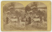 [Martha Maxwell's exhibit of "Woman's Work", Philadelphia Centennial Exhibition]