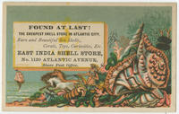 Found at last! The cheapest shell store in Atlantic City. Rare and beautiful sea shells, corals, toys, curiosities, etc. East India Shell Store, No. 1120 Atlantic Avenue, above post office.
