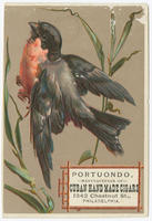 Portuondo, manufacturers of Cuban hand made cigars, 1342 Chestnut St., Philadelphia.