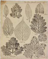 [Nature prints of leaves]