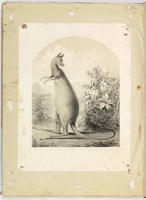 [Proof of sheet music cover depicting a kangaroo]