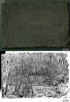 ASSU Illustration 6590