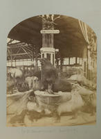 [U.S. Government Building - Seals and Sea Lions - Smithsonian Exhibit]