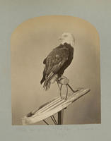 Variation "Old Abe", Wisconsin Eagle