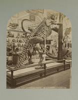 Skeleton of Negatherium Cavreri, Agricultural Hall