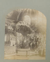 Latonia Barbonica - Floral Hall