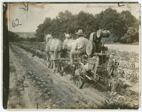 Digging potatoes with modern machinery