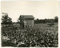 Tobacco - Virginia