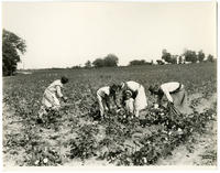 Picking cotton