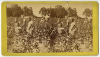 Cotton field.