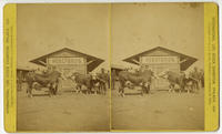 International live stock exhibition, Philad'a., 1876