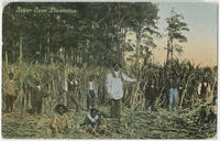 Sugar Cane plantation