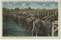 Life at Camp Dix, N.J. These Animals are Well Bred in Table Etiquette. . .