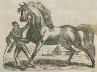 Man leading stallion woodcut