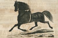 Trotting stallion woodcut