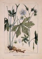 "Geranium Maculatum" for Vegetable Materia Medica