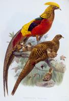 Phasianidae