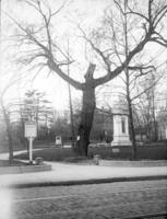 Old willow, Vernon Park & a monument to commemorate Battle of Germantown. 