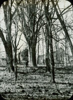 Cypress planted by John Bartram. In 1830 it was 91 years old, 112 ft. high, 25 ft. in circumference.