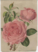 Flower advertisement prints "compliments of Henry A. Dreer..."