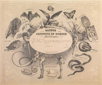 The Wagner Free Institute of Science of Philadelphia. [membership certificate] : Incorporated March 9th 1855.