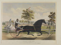 Sherman Black Hawk. Appeared at the U.S. Agricultural Fair, held at West Phila. Octr. 8th 1856 and took the first premium, of $200.00 competing with horses from all parts of the United States.