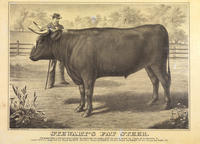 Stewart's fat steer.