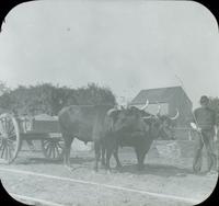 [Man leading ox cart on an unidentified farm.]