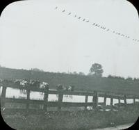 [Cows at an unidentified farm.]