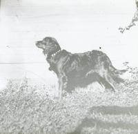 [Doering family dog in the backyard of the Doering residence at 1837 N. Bouvier Street, Philadelphia.]