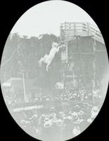 [Carlin's Park, white horse diving from a high platform, Baltimore, Md.]