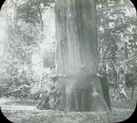 [Men clasping hands around the circumference of large tree.]