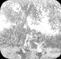 [Group collecting chestnuts near a tall chestnut tree.]