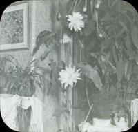 [Night blooming cirrus in living room of Doering residence, 1837 N. Bouvier Street, Philadelphia.]