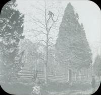 [Bicycling trip, man standing on branches of bare tree.]