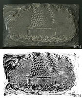 ASSU Illustration 4074