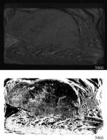 ASSU Illustration 3466