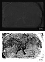 ASSU Illustration 3474