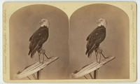 ["Old Abe," Wisconsin eagle, 1876]
