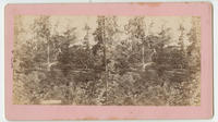 [Tree-lined path in Fairmount Park, Philadelphia.]